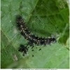 van cardui larva1 don